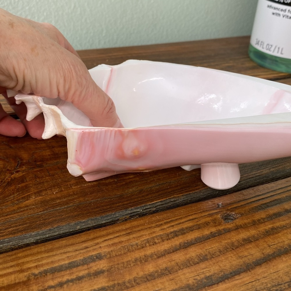Caribbean Conch Real  Shell  Footed Bowl - Picture 9 of 9